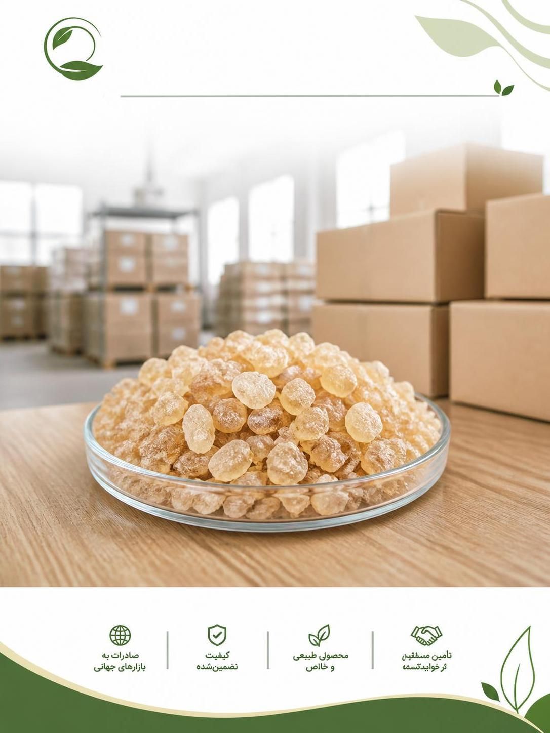 تأمین کتیرا برای صادرات | خرید کتیرا مفتولی و خرمنی + قیمت روز(09130358741)