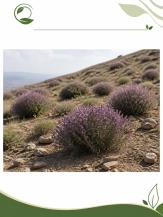 احیای رویشگاه گون؛ روش‌ها، مراحل و راهکارهای حفاظت(09130358741)