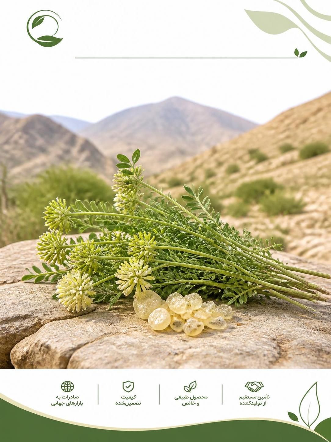 گونه‌های کتیرازا؛ انواع گیاه کتیرا و راهنمای تشخیص کیفیت(09130358741)