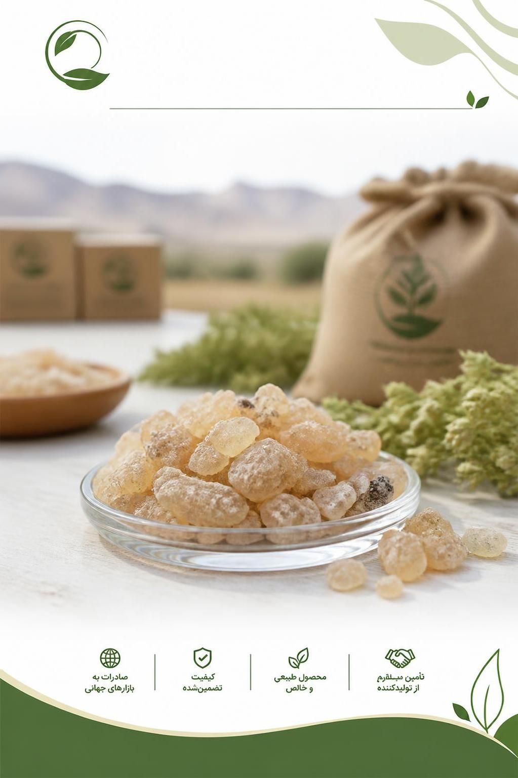صادرات کتیرا از ایران | خرید کتیرا مفتولی و خرمنی صادراتی(09130358741)