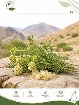 گونه‌های کتیرازا؛ انواع گیاه کتیرا و راهنمای تشخیص کیفیت(09130358741)