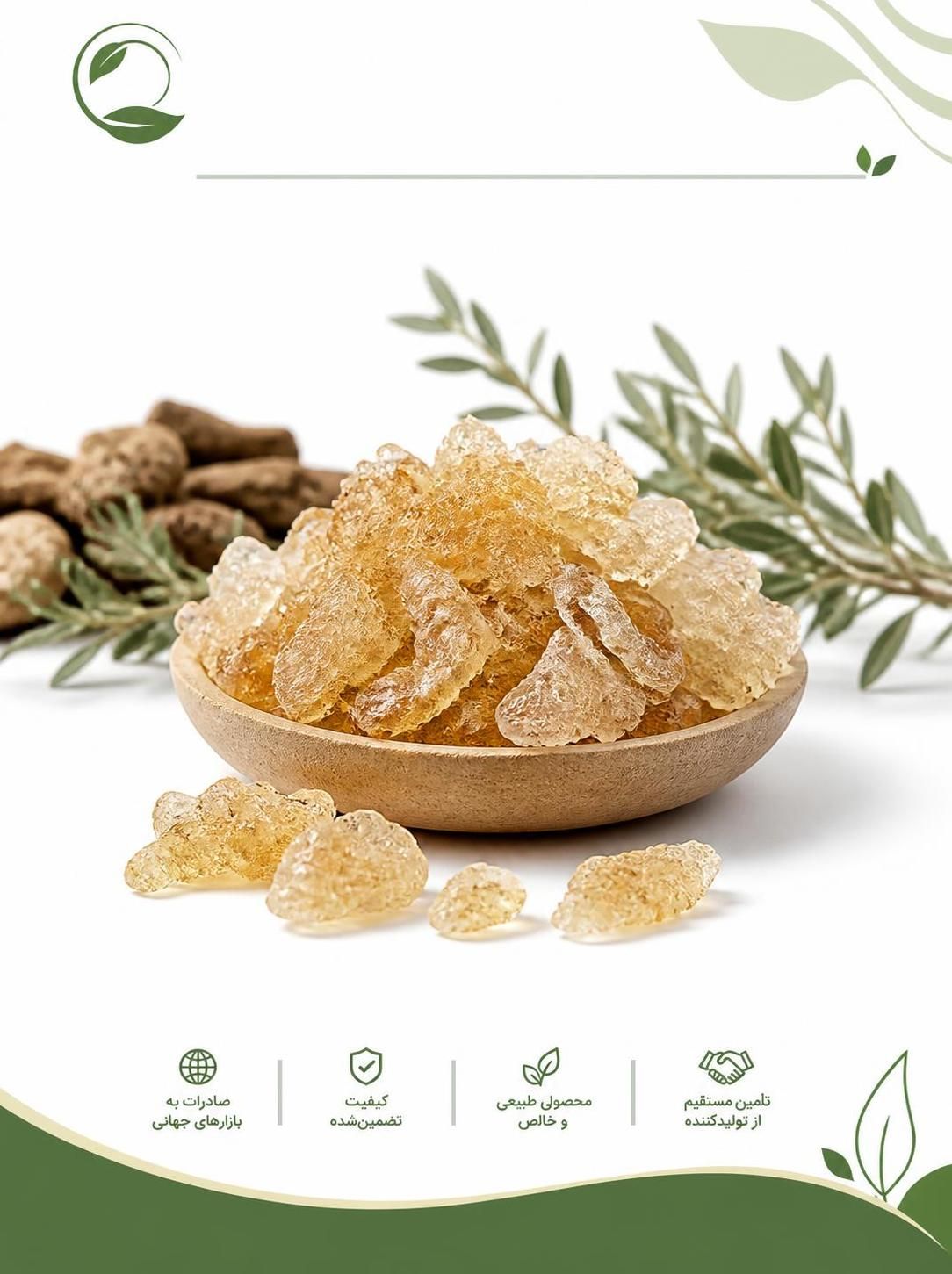 کتیرا ایران | خرید کتیرا مفتولی و خرمنی و صادرات به آلمان(09130358741)