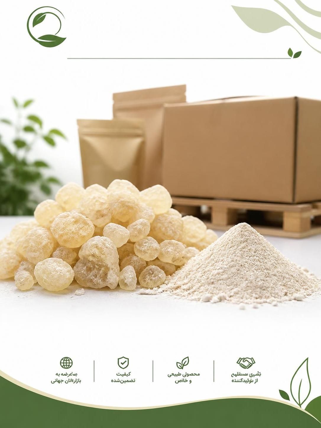 صادرات کتیرا | خرید و فروش کتیرا مفتولی و خرمنی به آلمان(09130358741)
